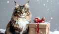 Norwegian forest cat with snowy-themed gift on cool gray backdrop Royalty Free Stock Photo