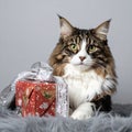Norwegian forest cat with snowy-themed gift on cool gray backdrop Royalty Free Stock Photo