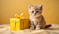 Exotic shorthair kitten with pastel yellow gift on sand backdrop Royalty Free Stock Photo