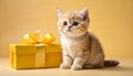 Exotic shorthair kitten with pastel yellow gift on sand backdrop Royalty Free Stock Photo