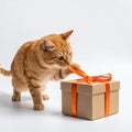 Orange tabby cat playing with ribbon on gift in white studio Royalty Free Stock Photo