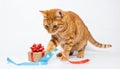Orange tabby cat playing with ribbon on gift in white studio Royalty Free Stock Photo