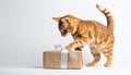 Orange tabby cat playing with ribbon on gift in white studio Royalty Free Stock Photo