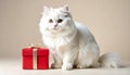 Fluffy white cat with a small red gift box in a studio scene Royalty Free Stock Photo