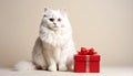 Fluffy white cat with a small red gift box in a studio scene Royalty Free Stock Photo