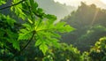 Green leaves pattern,leaf papaya tree in the forest for nature background Royalty Free Stock Photo