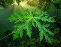 Green leaves pattern,leaf papaya tree in the forest for nature background Royalty Free Stock Photo