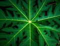 Green leaves pattern,leaf papaya tree in the forest for nature background Royalty Free Stock Photo