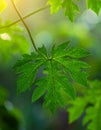 Green leaves pattern,leaf papaya tree in the forest for nature background Royalty Free Stock Photo