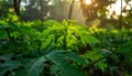 Green leaves pattern,leaf papaya tree in the forest for nature background Royalty Free Stock Photo
