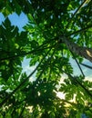 Green leaves pattern,leaf papaya tree in the forest for nature background Royalty Free Stock Photo