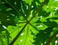 Green leaves pattern,leaf papaya tree in the forest for nature background Royalty Free Stock Photo