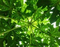 Green leaves pattern,leaf papaya tree in the forest for nature background Royalty Free Stock Photo