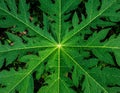 Green leaves pattern,leaf papaya tree in the forest for nature background Royalty Free Stock Photo