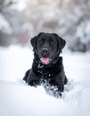 Beautiful black labrador having fun in the snow with happy and crazy face Royalty Free Stock Photo