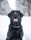 Beautiful black labrador having fun in the snow with happy and crazy face Royalty Free Stock Photo