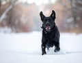 Beautiful black labrador having fun in the snow with happy and crazy face Royalty Free Stock Photo