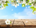 Empty wooden surface under spring tree branches with beautiful flowers against light Royalty Free Stock Photo