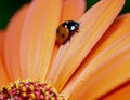 Ladybug on Orange Gerbera Daisy Royalty Free Stock Photo
