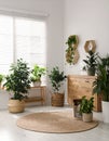 Stylish room interior with green home plants Royalty Free Stock Photo
