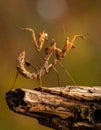 The beauty of the form of self defense Dead Leaf Mantis, Dead Leaf Mantis on wood Royalty Free Stock Photo
