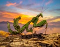The beauty of the form of self defense Dead Leaf Mantis, Dead Leaf Mantis on wood Royalty Free Stock Photo