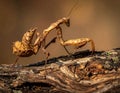 The beauty of the form of self defense Dead Leaf Mantis, Dead Leaf Mantis on wood Royalty Free Stock Photo