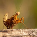 The beauty of the form of self defense Dead Leaf Mantis, Dead Leaf Mantis on wood Royalty Free Stock Photo