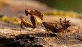 The beauty of the form of self defense Dead Leaf Mantis, Dead Leaf Mantis on wood Royalty Free Stock Photo