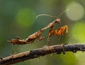 The beauty of the form of self defense Dead Leaf Mantis, Dead Leaf Mantis on wood Royalty Free Stock Photo