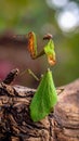 The beauty of the form of self defense Dead Leaf Mantis, Dead Leaf Mantis on wood Royalty Free Stock Photo