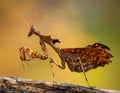 The beauty of the form of self defense Dead Leaf Mantis, Dead Leaf Mantis on wood Royalty Free Stock Photo