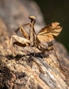 The beauty of the form of self defense Dead Leaf Mantis, Dead Leaf Mantis on wood Royalty Free Stock Photo