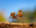 The beauty of the form of self defense Dead Leaf Mantis, Dead Leaf Mantis on wood Royalty Free Stock Photo
