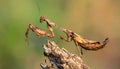 The beauty of the form of self defense Dead Leaf Mantis, Dead Leaf Mantis on wood Royalty Free Stock Photo
