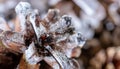 Close-Up of a Snow-Dusted Pine Cone in Winter Royalty Free Stock Photo