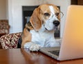 Beagle Working on Laptop Royalty Free Stock Photo