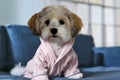 Havanese ready to go to bed Royalty Free Stock Photo