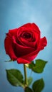 Beautiful red rose close up on a blue background Royalty Free Stock Photo