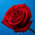 Beautiful red rose close up on a blue background Royalty Free Stock Photo