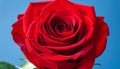Beautiful red rose close up on a blue background Royalty Free Stock Photo