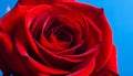 Beautiful red rose close up on a blue background Royalty Free Stock Photo