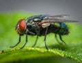 Macro fly on a leaf Royalty Free Stock Photo