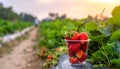 Soft Focus Strawberry in plastic cup in a park.- (Selective focus) Royalty Free Stock Photo