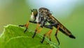 Beautiful Robber Fly - Close-Up of the beautiful Robber Fly (selective Focus) Royalty Free Stock Photo