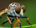 Beautiful Robber Fly - Close-Up of the beautiful Robber Fly (selective Focus) Royalty Free Stock Photo