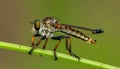 Beautiful Robber Fly - Close-Up of the beautiful Robber Fly (selective Focus) Royalty Free Stock Photo