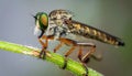 Beautiful Robber Fly - Close-Up of the beautiful Robber Fly (selective Focus) Royalty Free Stock Photo