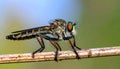Beautiful Robber Fly - Close-Up of the beautiful Robber Fly (selective Focus) Royalty Free Stock Photo