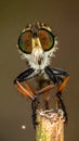Beautiful Robber Fly - Close-Up of the beautiful Robber Fly (selective Focus) Royalty Free Stock Photo